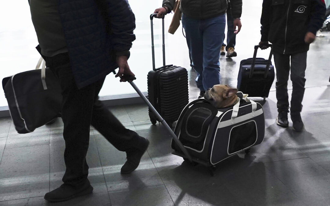Here’s what to know if you are traveling abroad with your dog